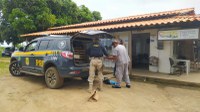 PRF na Bahia resgata mais de 1.000 aves silvestres amontoadas em porta-malas de carro no Sul da Bahia