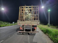 PRF flagra caminhão fazendo transporte irregular de gado em Itaberaba (BA)