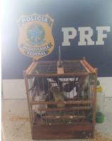 PRF resgata 17 aves silvestres em Vitória da Conquista (BA)