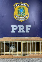 PRF resgata ave silvestre que era transportada de forma irregular em Jequié (BA)