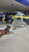 Cão farejador da PRF localiza 89 quilos de maconha em Vitória da Conquista (BA)