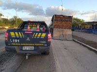 PRF flagra crime ambiental e realiza apreensão de carga de madeira nativa transportada ilegalmente em Senhor do Bonfim (BA)