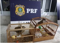 PRF flagra crime ambiental e resgata pássaros sendo transportados irregularmente dentro de gaiolas