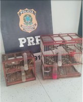 PRF  flagra crime ambiental e resgata pássaros silvestres transportados irregularmente em ônibus de viagem