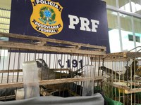 PRF flagra transporte ilegal de aves silvestres em duas ocorrências consecutivas em Vitória da Conquista - BA