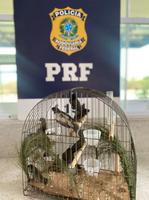 PRF resgata 24 aves silvestres durante fiscalização a um ônibus no sudoeste da Bahia