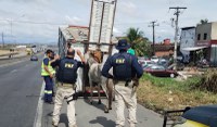 PRF e Via Bahia unem esforços em operação para recolhimento de animais soltos nas rodovias de Feira de Santana (BA)