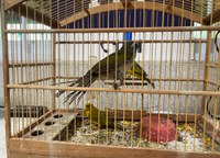 PRF resgata aves silvestres em Vitória da Conquista (BA)