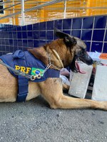 Com auxílio de cão farejador PRF apreende cocaína despachada em ônibus de viagem na cidade de Vitória da Conquista