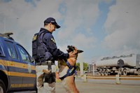 GOC PRF/BA: A importância do trabalho do cão farejador no combate ao crime organizado