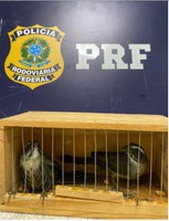PRF  flagra crime ambiental e resgata pássaros silvestres transportados irregularmente em ônibus de viagem