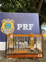 PRF resgata pássaros da fauna silvestre sendo transportados de forma ilegal em ônibus na BR-116 cidade de Vitória da Conquista