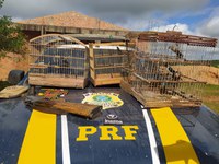 Azulão e outros pássaros são resgatados durante operação da PRF e INEMA em Jeremoabo (BA)