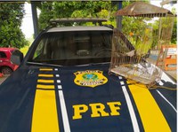 Denúncia leva equipe da PRF a resgatar papagaio abandonado às margens da rodovia