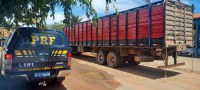 Caminhões boiadeiro realizando transporte irregular de gado são interceptados pela PRF na Chapada Diamantina