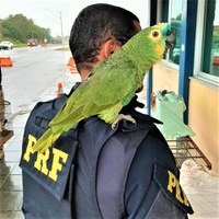 Papagaios são resgatados pela PRF na BR 116 em Feira de Santana (BA)