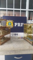 PRF resgata aves silvestres na BR-116 em Vitória da Conquista (BA)