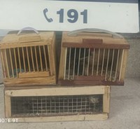 Em ocorrências distintas, PRF resgata 70 pássaros sendo transportados irregularmente dentro de 4 ônibus de viagem