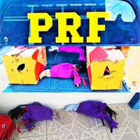 PRF resgata 04 galos de rinha de situação de maus-tratos transportados na cabine de caminhão
