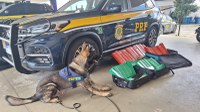 Cão farejador da PRF encontra 50 Kg de maconha em bagageiro de ônibus na BR 116