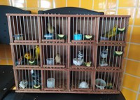 Aves são resgatadas pela PRF em Vitória da Conquista (BA)