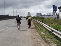 Operação Pegasus:  objetivo principal desta ação é monitorar e capturar animais abandonados ou soltos sem guias ao longo das rodovias