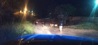 Quantidade de animais soltos em rodovias do extremo sul da Bahia exigem cautela na direção