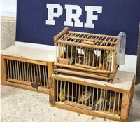 Em ocorrências distintas, PRF resgata 22 pássaros sendo transportados irregularmente dentro de ônibus