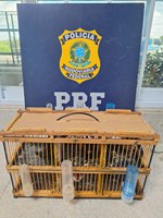 PRF resgata 12 pássaros sendo transportados irregularmente dentro de ônibus