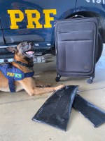 Cão farejador da PRF localiza cocaína em fundo falso de mala de viagem