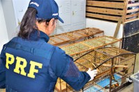 PRF na Bahia registra maior ocorrência de resgate de animais silvestres esse ano no país