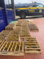 PRF apreende mais de 1.100 aves silvestres transportadas ilegalmente em Jequié (BA)