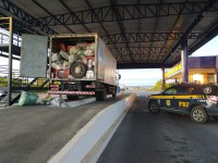 PRF apreende 175.000 maços de cigarro contrabandeados escondidos em caminhão baú em Vitória da Conquista (BA)