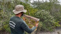 Operação de combate a crimes ambientais resgata 130 animais silvestres na região de Paulo Afonso