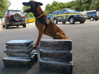 Cão farejador da PRF encontra maconha e cocaína no interior de malas em Vitória da Conquista (BA)