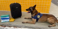 Mais uma do nosso K9 Kaleu: Cocaína e maconha são descobertas pelo cão farejador em Vitória da Conquista (BA)