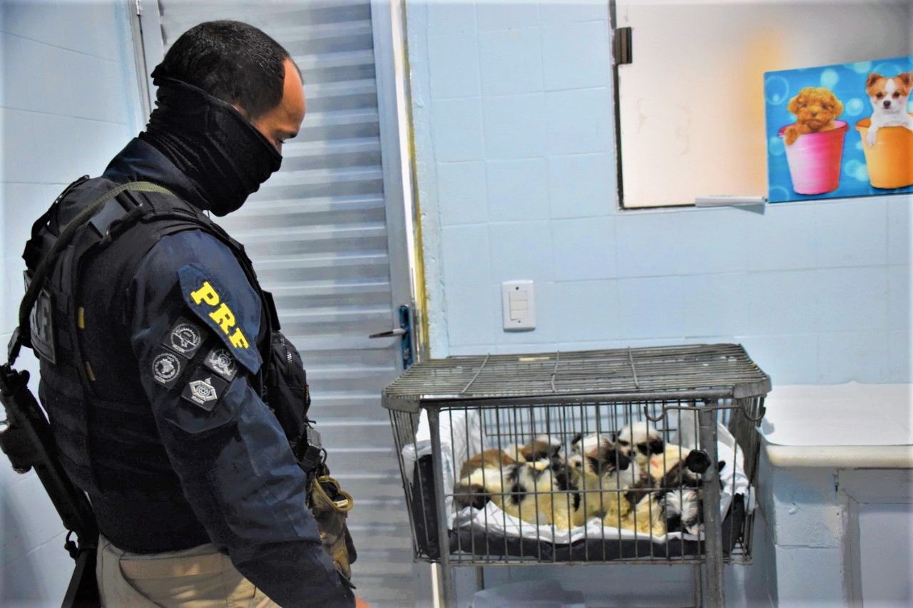 Em 2020, a PRF na Bahia intensificou as ações de combate a maus-tratos a animais