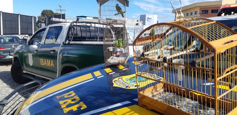 Mecânico é flagrado transportando aves silvestres sem autorização ambiental no Extremo Sul da Bahia