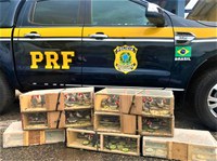 PRF resgata 130 cardeais dentro de porta-malas de carro em Poções (BA)