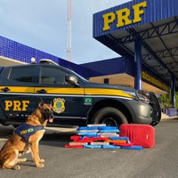 A importância do trabalho do cão farejador no combate ao crime organizado