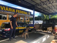 Com auxílio de cão farejador, PRF apreende quase 65 Kg de maconha em Vitória da Conquista/BA