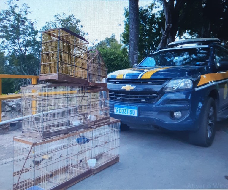 Em Delmiro Gouveia (AL), PRF na Bahia resgata 6 aves silvestres mantidas ilegalmente em cativeiro