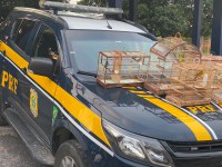 PRF resgata aves silvestres na BR 116, em Itatim (BA)