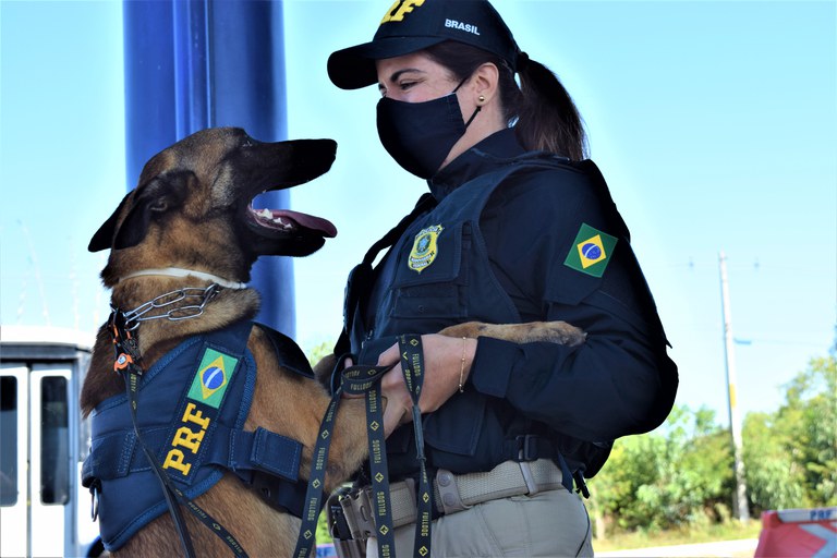 Conheça o K9 Kaleo: o novo mascote da PRF na Bahia