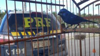 Azulão e outros pássaros são encontrados em situação de maus-tratos dentro de táxi na Chapada Diamantina; veja vídeo