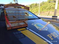 DE VOLTA À NATUREZA: PRF resgata ave silvestre que estava sendo transportada ilegalmente, em Tianguá (CE)