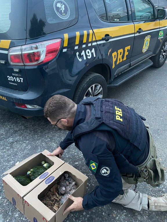 IMAGEM - PRF prende homem que transportava 16 papagaios em situações precárias no Ceará