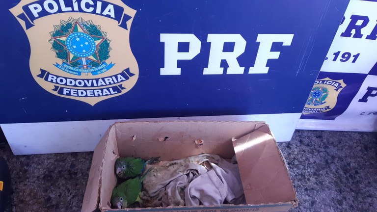 IMAGEM - PRF inibe ponto de venda ilegal de animais silvestres em Sobral (CE)