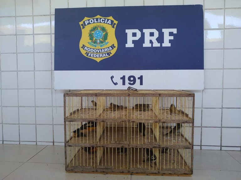 PRF resgata aves sendo transportadas em porta-malas de veículo na BR 101, em Viana/ES