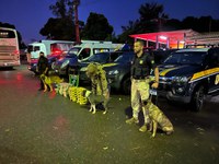 Cães farejam bagagens e polícia apreende 85 quilos de drogas em fiscalizações a ônibus no Norte goiano